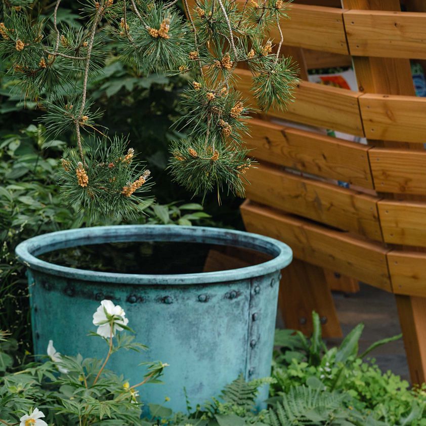 Ogston in Copper Green at the Down’s Syndrome Scotland garden, Chelsea Flower Show 2025. Photographs by Julie Skelton