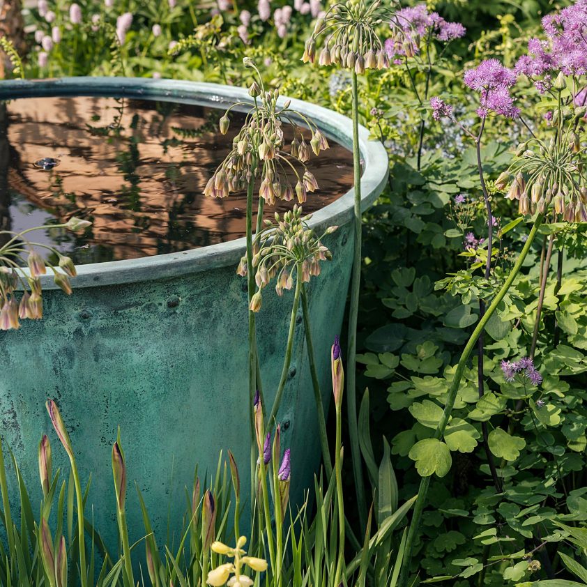 Melville in Copper Green at the Down’s Syndrome Scotland garden, Chelsea Flower Show 2025. Photographs by Julie Skelton